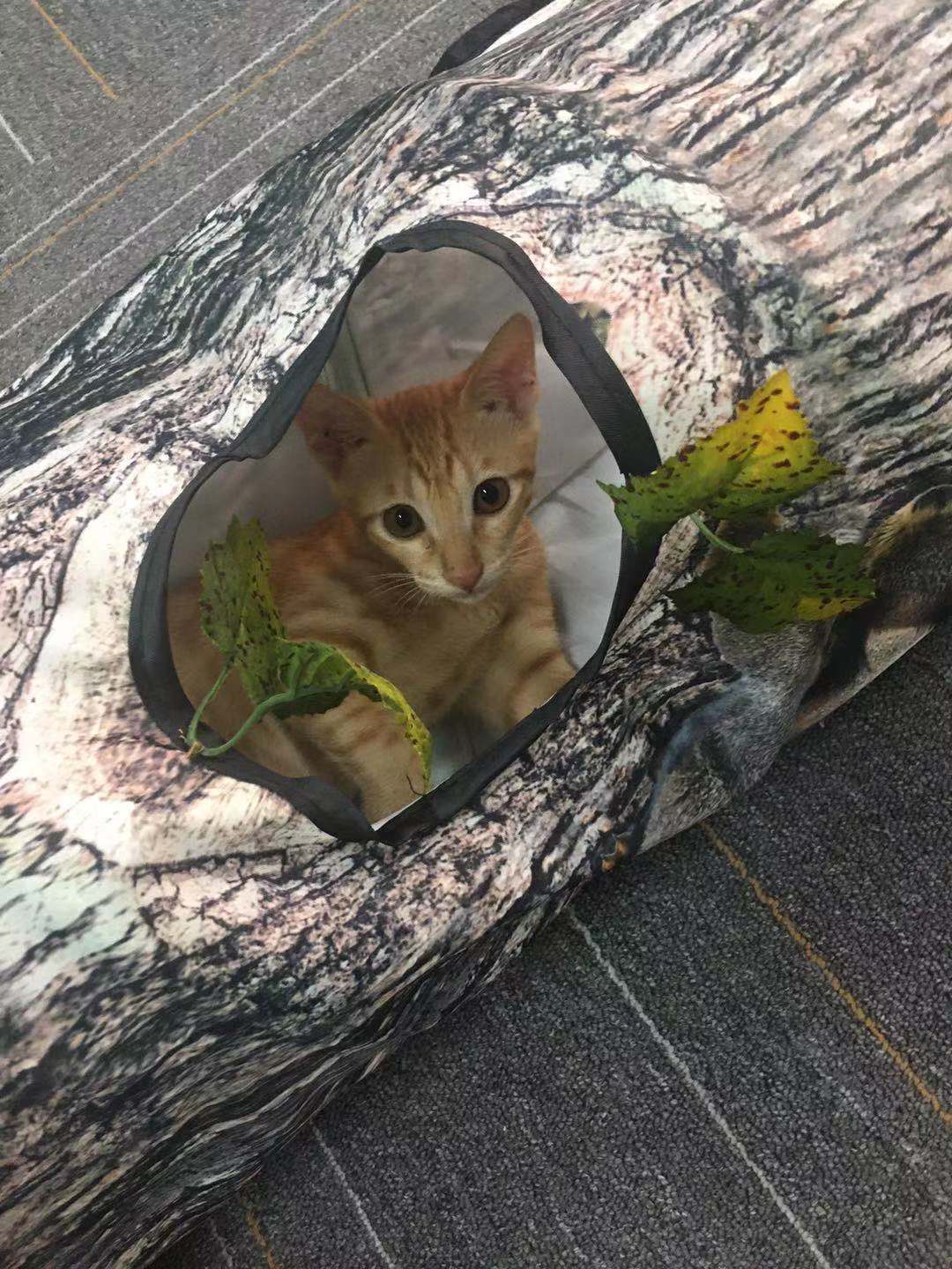 Pet Supplies Galore Foldable Pet Cat Tunnel